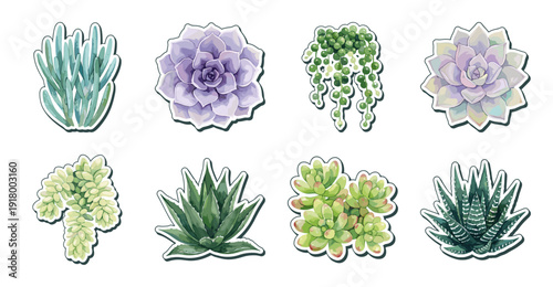Cactus and Succulent Sticker Set, Botanical Vector Illustrations