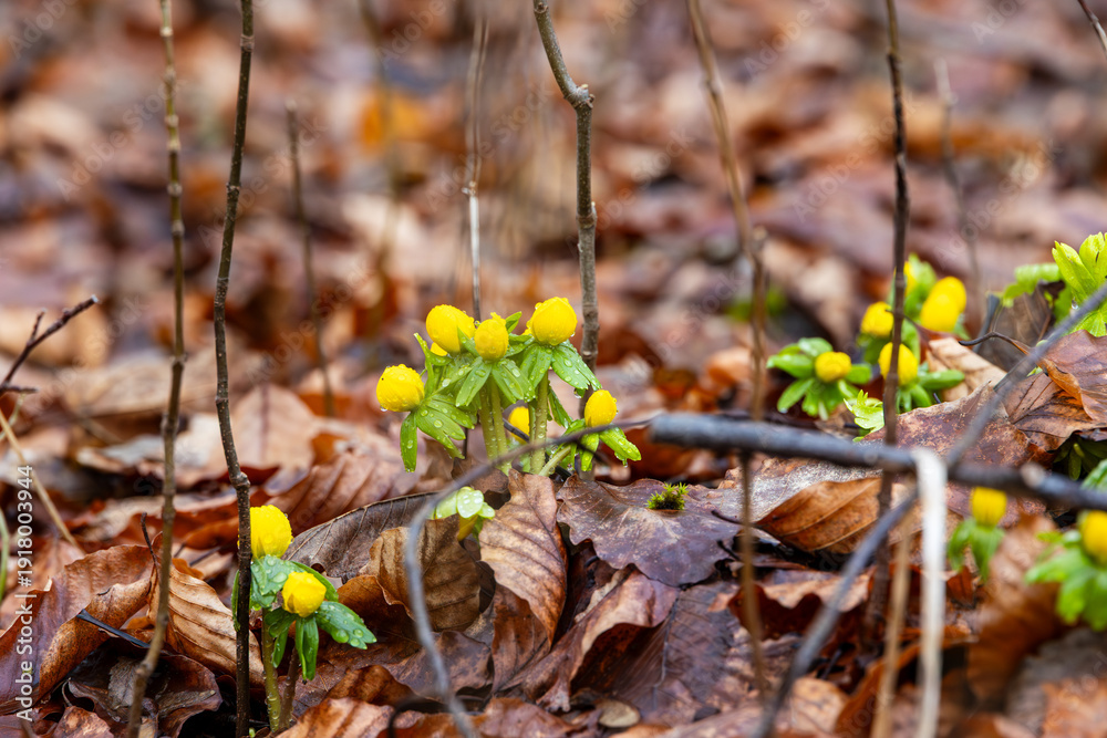 Fototapeta premium Winter Aconite Flowers Blooming Among Fallen Forest Leaves