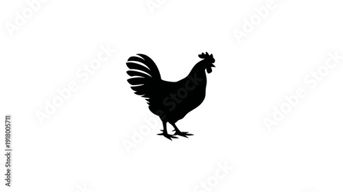 Black rooster silhouette isolated on white background. Farm animal poultry symbol, chicken icon, graphic illustration.
