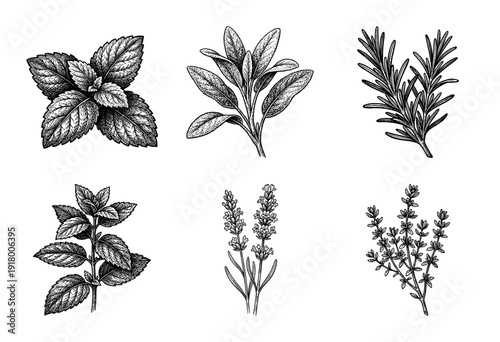 Set of botanical hand drawn garden herbs including mint, sage, rosemary, lavender and thyme in vintage woodcut style