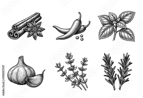 Vintage engraving collection of culinary herbs and spices including cinnamon star anise chili pepper basil garlic thyme and rosemary