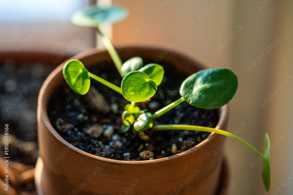 Fototapeta premium Closeup of small cutting Pilea peperomioides houseplant after transplanting into soil in clay pot. Chinese money plant in sunlight. Spring, home gardening. 