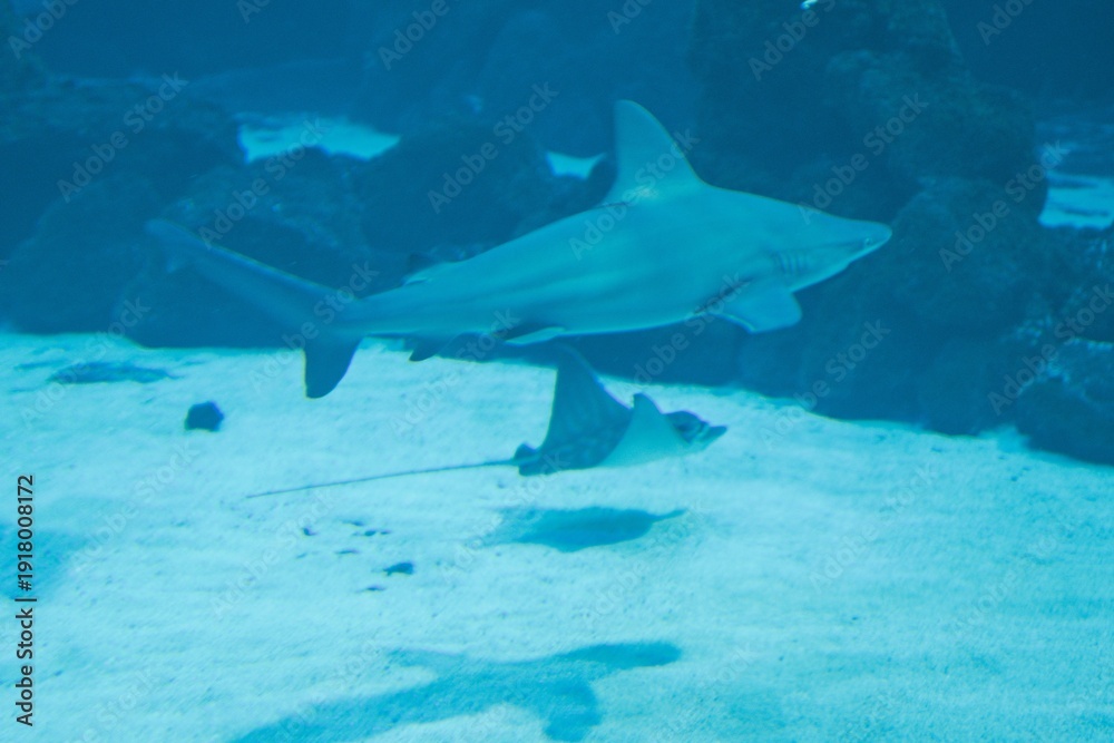 Fototapeta premium Modern aquarium interior with large salt water tank in Las Palmas Gran Canaria Spain