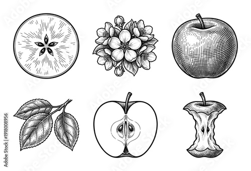 Vintage style botanical illustrations of apple fruit set including blossoms leaves cross section and core in black and white engraving style.