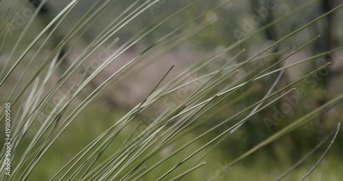 West Australian bushland