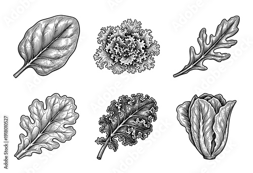 Set of hand drawn monochrome salad greens and leafy vegetable illustrations including spinach kale arugula and lettuce in vintage woodcut style