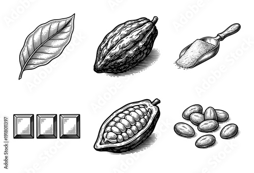 Vintage engraving style collection of cocoa beans and pods with chocolate squares and powder scoop on a white background.