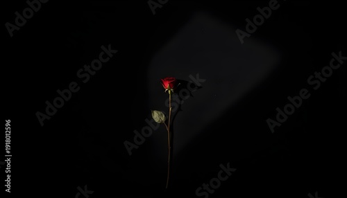 red rose on black background 