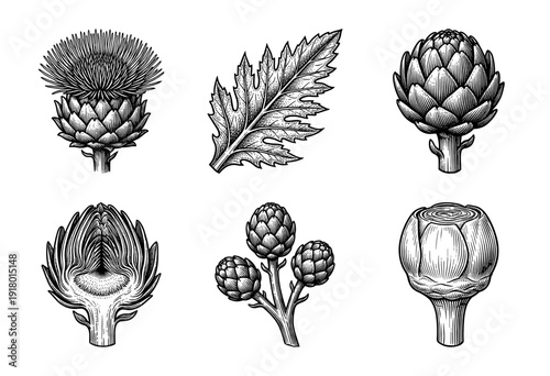 Vintage engraving of artichoke botanical elements including flower thistle leaf and cross section in hand drawn etched line art style