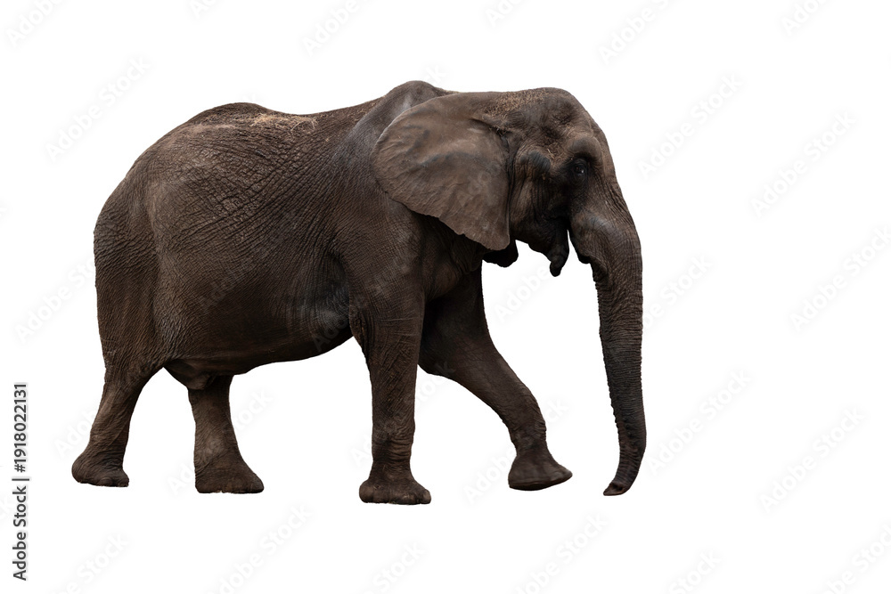 Fototapeta premium African Elephant Walking Side View Isolated on White Background Wildlife Mammal Portrait