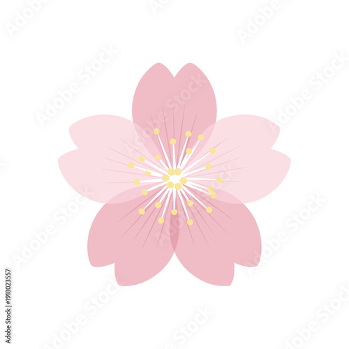 Single pink cherry blossom flower head isolated on white