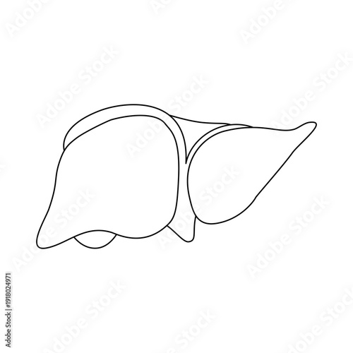 Line art illustration of human liver, a vital organ for metabolism and detoxification, essential for anatomical and medical studies