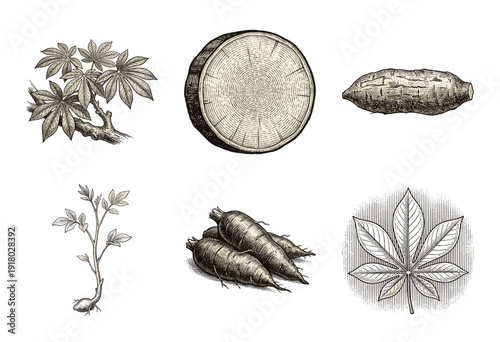 Botanical illustration set of cassava plants including tubers leaves stems and cross sections in a vintage woodcut engraving style
