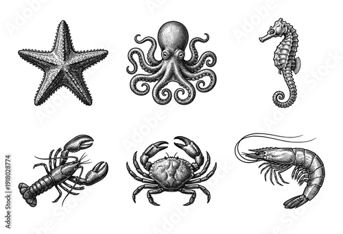 Collection of marine life illustrations featuring sea creatures in a vintage woodcut engraving style including starfish octopus seahorse lobster crab and shrimp.