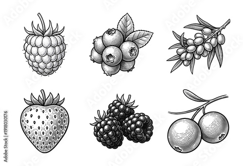 Collection of hand drawn berry illustrations including strawberry, raspberry, blueberry, and blackberry in a classic vintage engraving style.