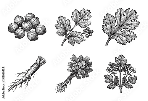Vintage botanical engraving set of coriander cilantro plant elements featuring seeds leaves roots and flowers in a woodcut style.