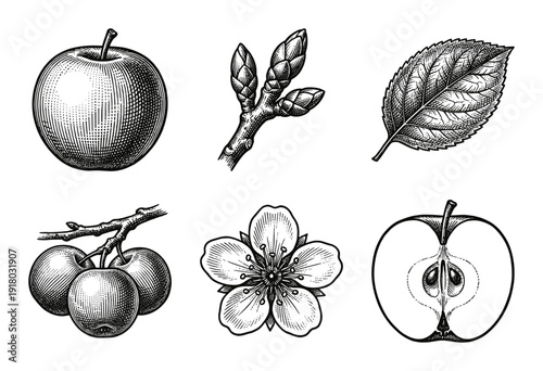 Vintage engraving collection of apple botanical elements featuring whole fruit, cross section, blossom, leaf, and buds in a classic woodcut style.