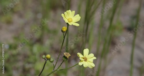 West Australian bushland