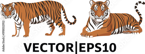 Two stylized of a Bengal tiger one standing and one lying down showcasing its orange and black stripes on a white background
