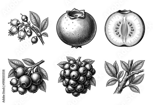 Vintage engraving of blueberry botanical elements featuring berries, blossoms, cross-sections, and leafy branches in a traditional woodcut style.