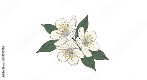 A vintage-style hand-drawn illustration of a cluster of three white jasmine flowers with yellow centers and dark green leaves on a white background.