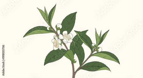 A delicate and detailed botanical illustration of a tea plant branch (Camellia sinensis) with green leaves, white flowers, and buds on a light background.