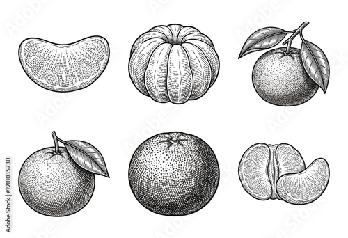 Vintage engraving of citrus mandarin oranges collection featuring whole fruit, peeled segments, and leaves in hand drawn woodcut style.