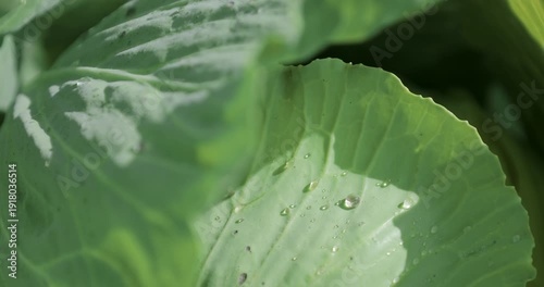 Dew droplet on white cabbage leaves shining in sunlight in a garden bed. Nutritious vegetables grown on an eco farm, organic agriculture, fresh produce and healthy sustainable food concept.