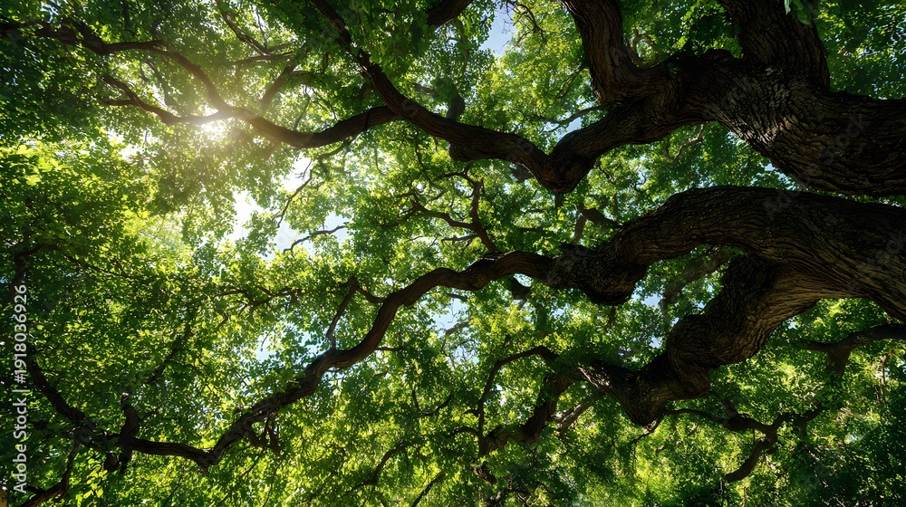 Fototapeta premium Sunlight filtering through lush green tree canopy in a forest.