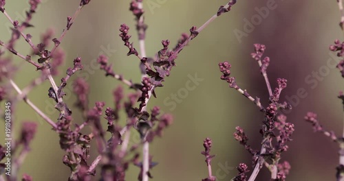 Perennial Atriplex hortensis forming seeds in field. Natural food additives and spices grown on eco farm, ingredient for molecular cuisine, gastronomy and organic sustainable agriculture concept.