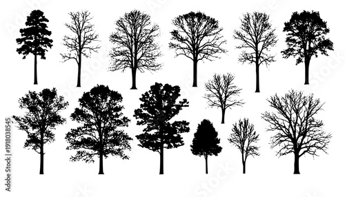 various deciduous trees silhouettes on the white background. vector set. PNG white background
