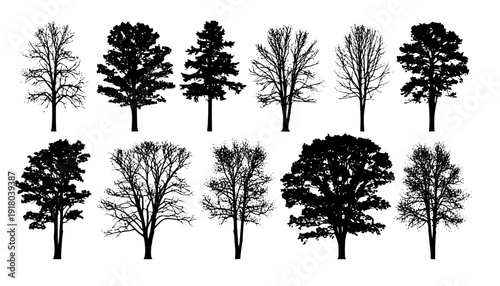 various deciduous trees silhouettes on the white background. vector set. PNG white background
