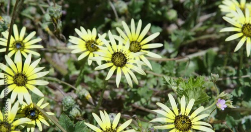 West Australian bushland