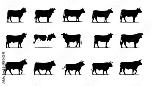cow silhouette Vector set, cattle silhouettes, diverse breed of cows. Ideal for farm, ranch branding. Perfect for logos, decals. Black, white background. Bulls, cows, standing, walking, running
