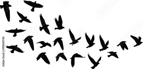 Flock of Flying Birds Silhouette Vector Set Featuring Multiple Crows or Ravens in Flight Poses and Group Formations for Nature Graphic Design