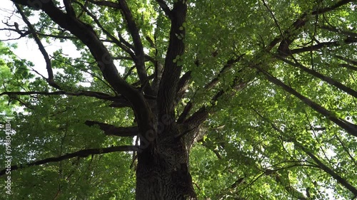 Wallpaper Mural Rotating upward view of majestic oak tree with thick trunk, spreading branches, and lush green foliage. Camera rotates beneath dense canopy, capturing natural summer woodland beauty.  Torontodigital.ca