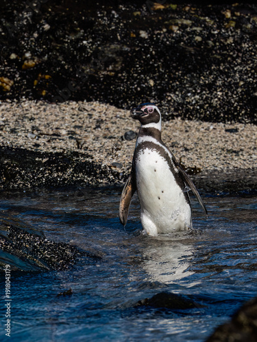 Magellanic Penguin Standing in Shallow Water on Coastal Beach