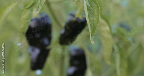Padron hot pepper growing on garden bed of eco farm. Spicy seasoning ingredient, organic chili production, fresh culinary additive, sustainable agriculture and gourmet cooking concept.