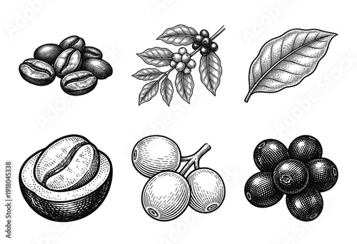 Vintage engraving collection of coffee plant elements featuring roasted beans, fresh cherries, branch with berries, and detailed botanical leaves.