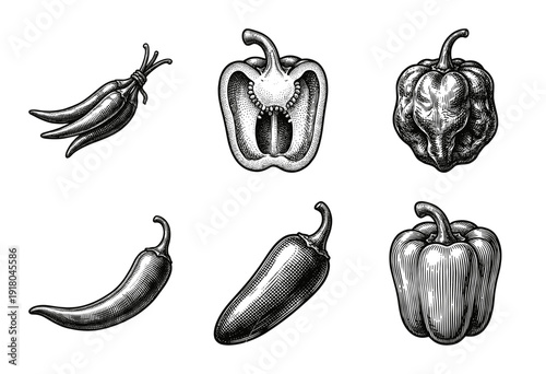 Vintage engraving style collection of assorted peppers including bell peppers, jalapeno, and habanero in black and white woodcut illustration.