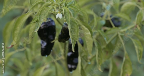 Black Padrón chili pepper plant flowering and fruiting in garden bed on farm. Spicy seasoning vegetable for cooking, healthy vegan diet, organic crop cultivation and sustainable food concept. Hot. 