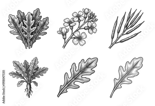 Botanical illustration set of rocket arugula plant components including leaves flowers seeds and roots in a vintage hand drawn woodcut style