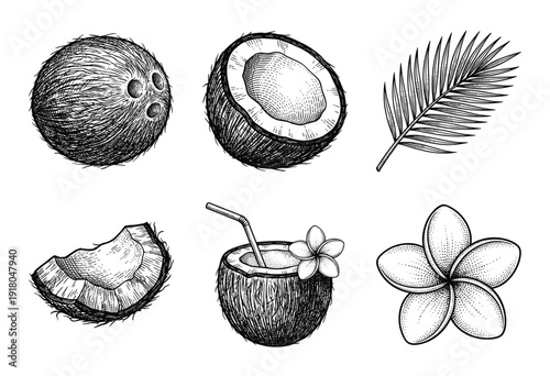 Set of hand drawn coconut illustrations including whole fruit, cross sections, palm leaf, tropical flower, and cocktail in vintage woodcut style.