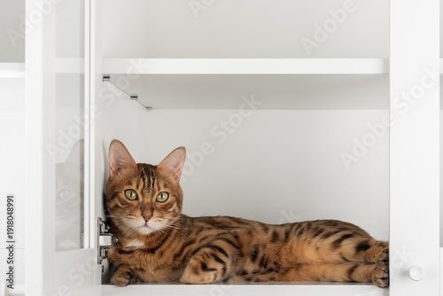 Fotografia Cat lying in cabinet