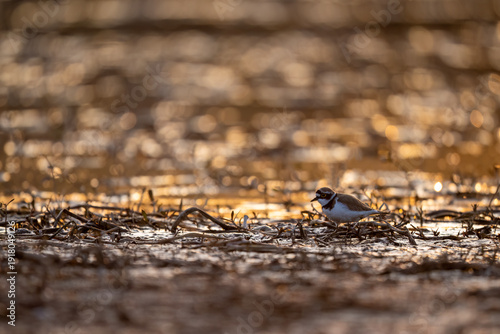 Fotografía Little ringed plover in evening glow reflects adaptability awareness and stabili