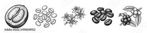 Vintage engraving style coffee plant collection featuring cherry cross section, raw beans, flowers, roasted beans, and branch with leaves.
