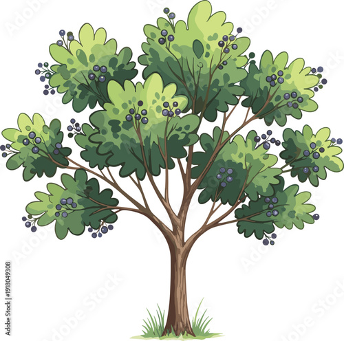 Green tree with dark green leaves and purple berries