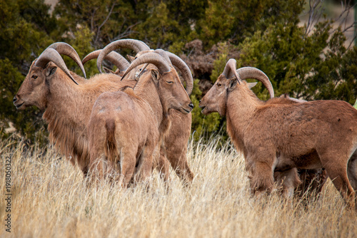 Foto Barbary Sheep