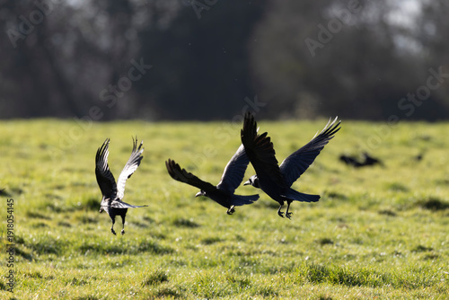 Carrion crows in flight, England, UK