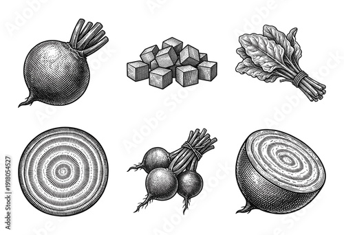 Vintage woodcut style engraving of whole and sliced beets, beet greens, and diced root vegetable cubes in a set of hand drawn botanical illustrations.